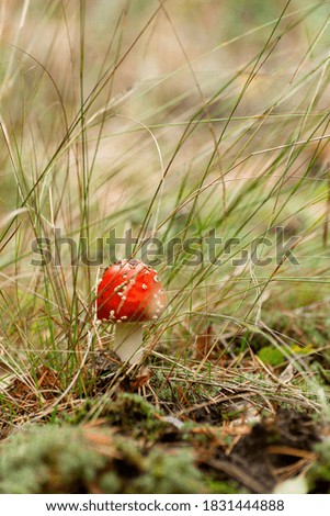 Similar – Foto Bild Fliegenpilz Natur Pflanze