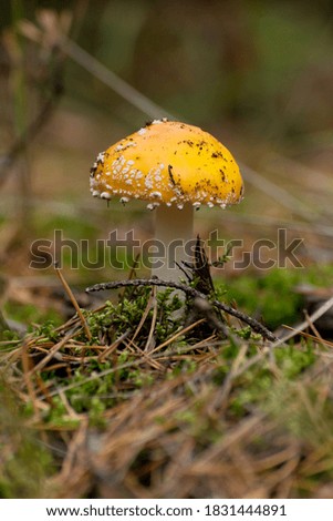 Similar – Image, Stock Photo Fly agaric on the forest path