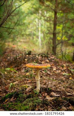 Similar – Image, Stock Photo Fly agaric on the forest path