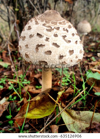 A poisonous mushroom in the forest
 Stock photo © 