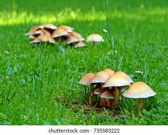 Poisonous mushroom growth on the lawn in the botanical garden, Sweden - Shutterstock ID 735583222
