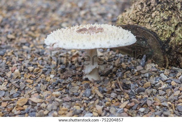 Poisonous Mushrooms Growing Under Trees Garden Stock Photo Edit