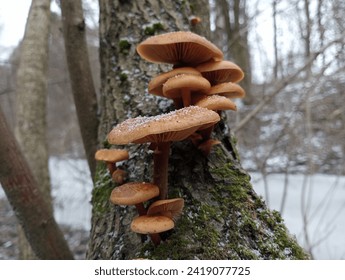 Poisonous mushrooms on an orange tree trunk in winter against a background of snow-covered trees in the forest and a frozen stream. Mushrooms and their search in the winter season.