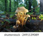 Poisonous mushrooms under bright lighting on the background of a fabulous green koasiv forest. A group of fragile poisonous forest mushrooms