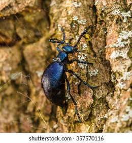 Poisonous Oil Beetle (Meloe Proscarabaeus) On Oak Tree Bark In Forest On Vorskla, Belogorie Reserve, Southern Russia