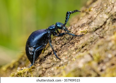 Poisonous Oil Beetle (Meloe Proscarabaeus) On Oak Tree Bark In Forest On Vorskla, Belogorie Reserve, Southern Russia