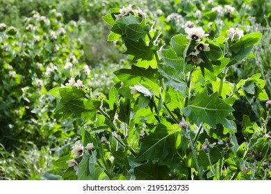 A Poisonous Plant Black Henbane (Hyoscyamus Niger). Henbane Thickets Are Used To Obtain Medicinal Raw Materials (vegetal Resources And Herbal Substances In Pharmaceutical Industry)