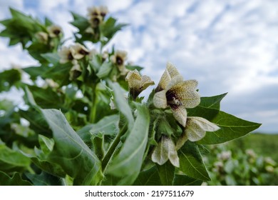 A Poisonous Plant Black Henbane (Hyoscyamus Niger). Henbane Thickets Are Used To Obtain Medicinal Raw Materials (vegetal Resources And Herbal Substances In Pharmaceutical Industry)