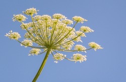 Poisonous Plant Hogweed Blooming In Summer