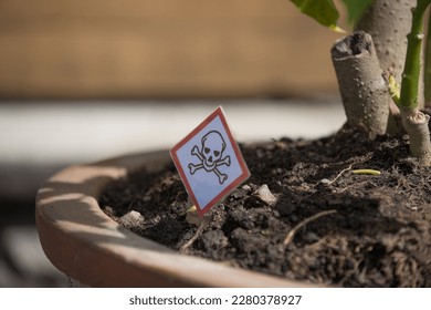 Poisonous plant in terracotta pot