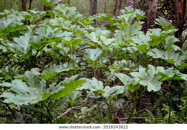 Poisonous Plants Hogweed Sosnowski Young Leaves Stock Photo 2018243822 ...