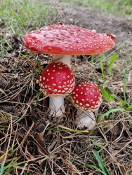 Poisonous Red Fly Agaric Amanita Muscaria, A Hallucinogen Mushroom On Forest Floor