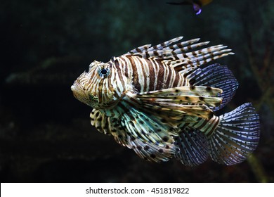 Poisonous Red Lion Fish