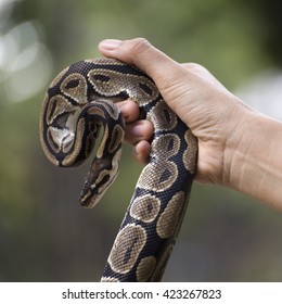 13,342 Snake man Images, Stock Photos & Vectors | Shutterstock