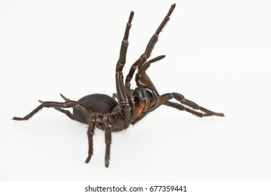 5,558 Spider attack Images, Stock Photos & Vectors | Shutterstock