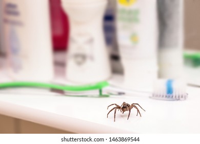 Poisonous Spider Inside Residential Toilet. Arachnophobia Concept, Fear Of Spider. Spider Bite Or Fingering.