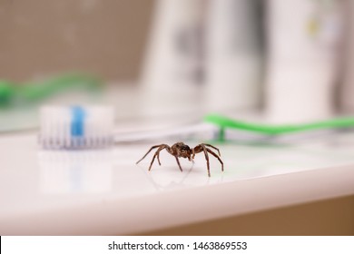 Poisonous Spider Inside Residential Toilet. Arachnophobia Concept, Fear Of Spider. Spider Bite Or Fingering.