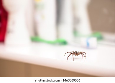 Poisonous Spider Inside Residential Toilet. Arachnophobia Concept, Fear Of Spider. Spider Bite Or Fingering.