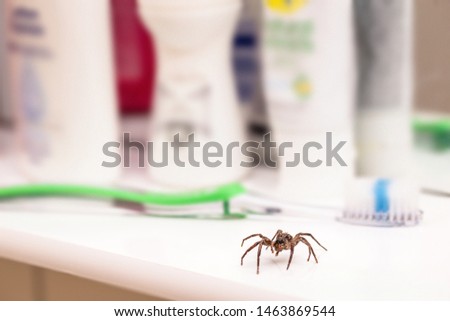Poisonous spider inside residential toilet. Arachnophobia concept, fear of spider. Spider bite or fingering.