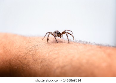 Poisonous Spider Over Person Arm, Poisonous Spider Biting Person, Concept Of Arachnophobia, Fear Of Spider. Spider Bite.