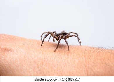 Poisonous Spider Over Person Arm, Poisonous Spider Biting Person, Concept Of Arachnophobia, Fear Of Spider. Spider Bite.