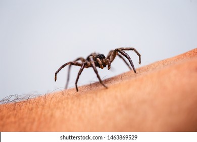 poisonous spider over person arm, poisonous spider biting person, concept of arachnophobia, fear of spider. Spider Bite. - Shutterstock ID 1463869529