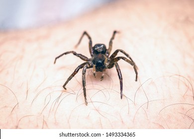 Poisonous Spider Over Person Arm, Poisonous Spider Biting Person, Concept Of Arachnophobia, Fear Of Spider. Spider Bite.