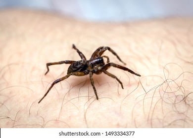 Poisonous Spider Over Person Arm, Poisonous Spider Biting Person, Concept Of Arachnophobia, Fear Of Spider. Spider Bite.