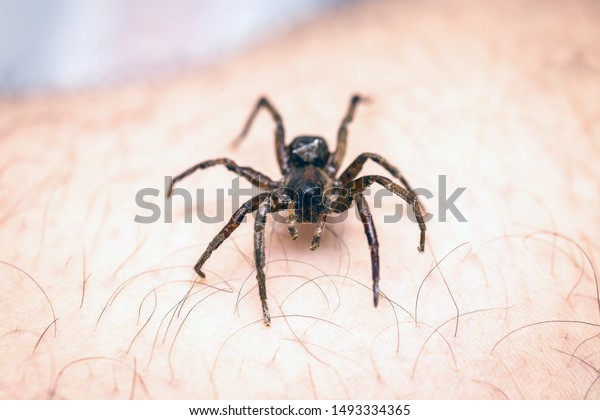 Poisonous Spider Over Person Arm Poisonous Stock Photo Edit Now