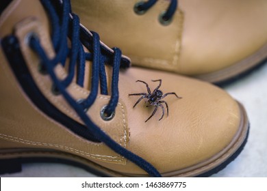 Poisonous Spider Rising Into A Boot. Spider Care, Fear Of Spider. Busty Animal. Loxosceles Is A Genus Of Poisonous Arachnids In The Sicariidae Family Known For Their Necrotizing Sting.