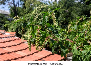 A Poisonous, Tall Plant (Phytolacca Americana) With Fruits Grows In The Garden On A Summer Sunny Day Close-up