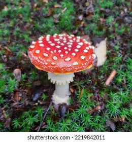 Poisonous wild mushroom Amanita muscaria, commonly known as the fly agaric or fly amanita, is a basidiomycete of the genus Amanita. It is also a muscimol mushroom. Little Carpathians   Slovakia - Shutterstock ID 2219842011