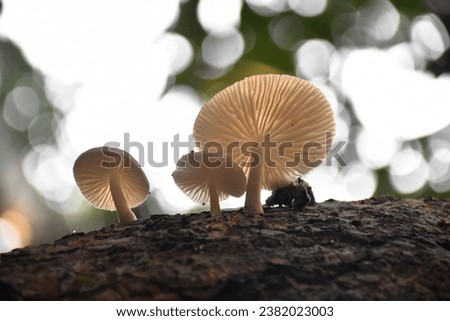 Poisonous Wild Mushroom Umbrella in the autumn forest. Death cap mushroom.