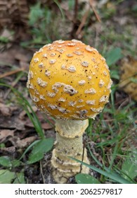 Poisonous and yellow fly agaric mushroom growing alongside a hiking trail at the Ocqueoc Falls State Park in northeast lower Michigan