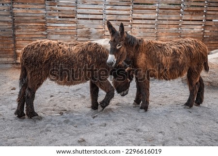 Poitou donkey, Equus asinus asinus, also known as the Poitevin donkey. Poitou Domestic Donkey or The Baudet du Poitou, a French Breed, Adult animals