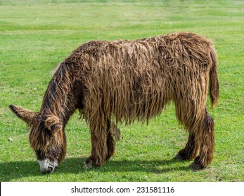 Poitou Donkey (Poitevin Donkey)