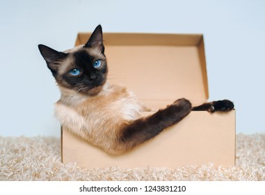 Poker Face. Sassy muzzle of cat boss. Siamese cat in a cardboard box. Cat's habits. Own housing.