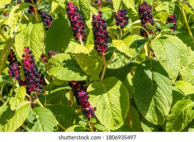 Pokeweed (Phytolacca Americana) - also known as American pokeweed, pokeweed, poke sallet, dragon berries herbaceous perennial plant.