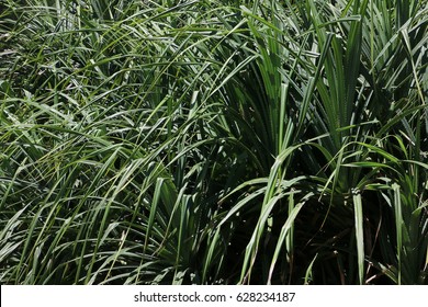 Mengkuang Leaves Images, Stock Photos u0026 Vectors  Shutterstock