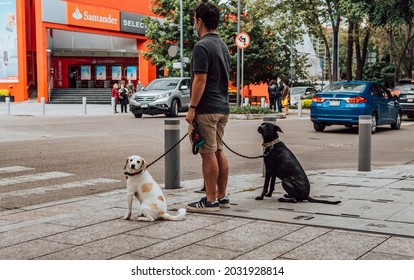 Polanco, Mexico - August 22, 2021 - street photography of a young man walking his dogs in Polanco