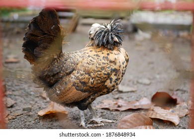 Ayam Belanda Images Stock Photos Vectors Shutterstock