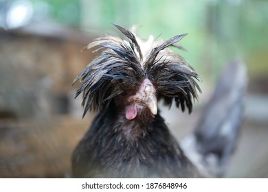 42 Ayam belanda Images, Stock Photos & Vectors | Shutterstock