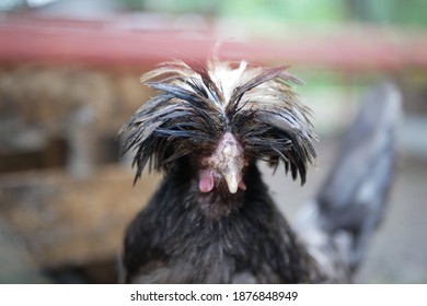 42 Ayam belanda Images, Stock Photos & Vectors | Shutterstock