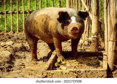 A Poland China pig looking strait into the camera- A Sow is in a pig pen, standing in mud with a picket fence behind her while eating corn out of a slop pile  - Shutterstock ID 2021719508