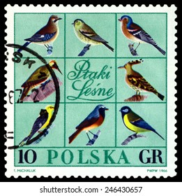 POLAND  - CIRCA 1966: A stamp printed by Poland shows  Forest Birds ,  circa 1966.
