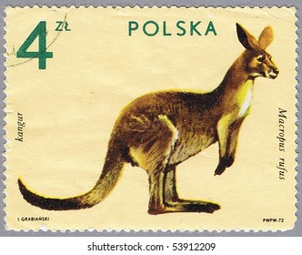 POLAND - CIRCA 1972: A stamp printed in Poland shows kangaroo, series is devoted to animal zoo, circa 1972