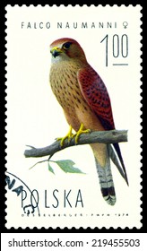 POLAND  - CIRCA 1974 : A stamp printed by Poland shows bird an Falcon  Naumanni female from the series  Falcons, birds of Prey, circa 1974
