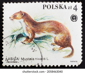Poland - CIRCA 1984: Postage stamp 'Least Weasel or Mustela nivalis' printed in Poland. Series: 'Animals Protected', 1984