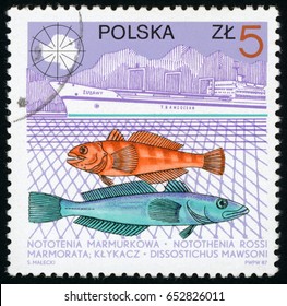 POLAND - CIRCA 1987: Post Stamp Printed In Polska Shows Marbled Rockcod, Antarctic Toothfish (Notothenia Rossi, Dissostichus Mawsoni), Zulawy Ship; Wildlife And Ships; Scott 2783 A878 5z, Circa 1987