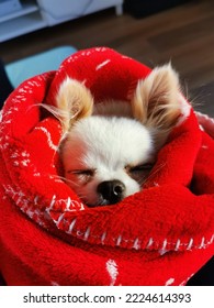 Wrocław, Poland - September 2022: Little Cute Sweet Chihuahua Dog Sleeping Wrapped In A Red Blanket, Happy Healthy Dog In The Apartment